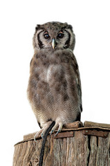 great horned owl on white background