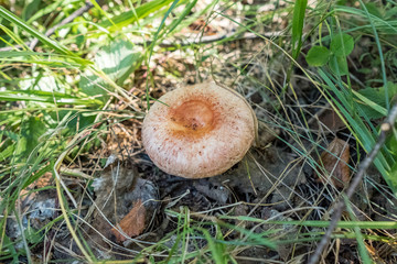 Orange mushroom grows in the forest. Lactarius