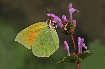Cleopatra butterfly ; Gonepteryx cleopatra