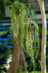 Dave  green plants (Dischidia nummularia Variegata) hanging in a garden.