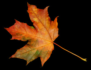 autumn natural maple leaf isolated on black background