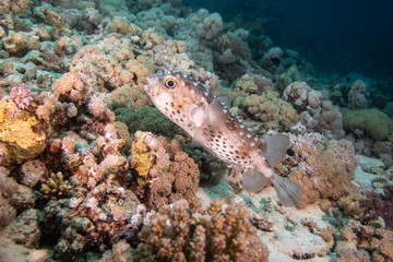 Porcupinefish in a coral reef in Red Sea, Egypt 
