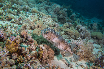 Porcupinefish in a coral reef in Red Sea, Egypt 