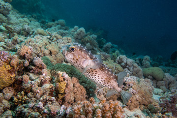 Porcupinefish in a coral reef in Red Sea, Egypt 