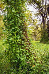 Summer Vines