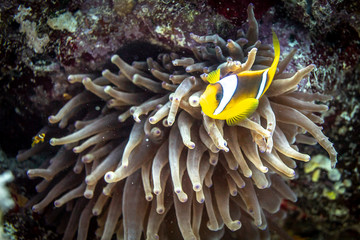 Clown fish in the Red Sea, Egypt on coral reef - Clark's anemonefish