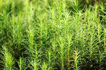 Top view of green moss.