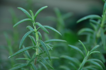 rosemary