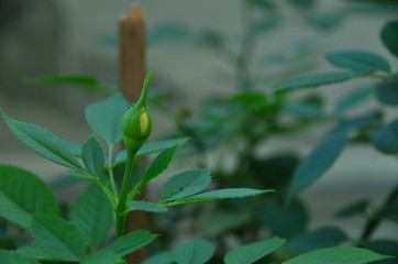 rosebud  in the garden