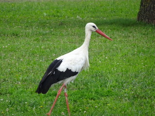 Der Storch im Elsass
