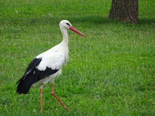 Fototapeta premium Der Storch im Elsass
