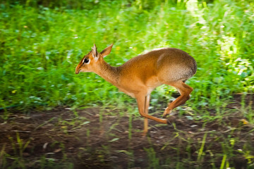 Swift. Kirk's dik-dik  is a small antelope native to Eastern Afric on a green background, sunset light.