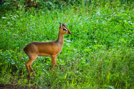 Kirk's dik-dik  is a small antelope native to Eastern Afric on a green background, sunset light.