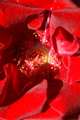 Decorative background from red flower of the rose