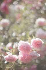 Defocused floral background of bush garden roses, soft dew shade. The concept of natural tenderness and beauty.