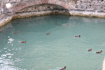 Kaczki pod zamkiem  © marriaci_photo