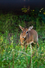 Kirk's dik-dik  is a small antelope native to Eastern Afric on a green background, sunset light.