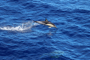 Dolphin jumping in the ocean. Common dolphin Delphinus delphis swimming in natural habitat. Marine mammal in Norht Pacific ocean.