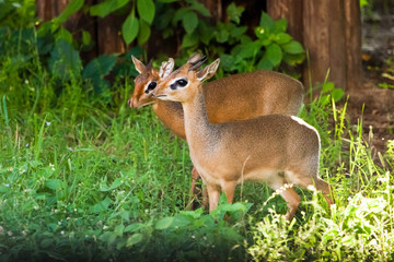 Sweet couple. Kirk's dik-dik  is a small antelope native to Eastern Afric on a green background, sunset light.