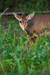 Kirk's dik-dik  is a small antelope native to Eastern Afric on a green background, sunset light.