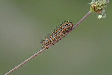 Beautiful iparhan butterfly ; Melitaea trivia