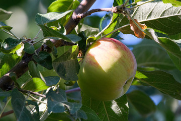 Green branch with ripe apple on a tree in the garden. Close-up.