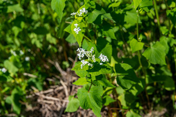 蕎麦の花のクローズアップ