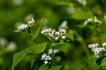 蕎麦の花のクローズアップ