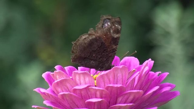 Ein Tagpfauenauge (Schmetterling, Falter) auf einer pinken Zinnenbl&uuml;te