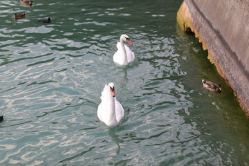 Łabędzie  © marriaci_photo