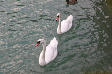 Łabędzie  © marriaci_photo