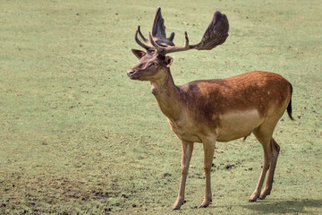 Red deer, Cervus elaphus, the largest deer species. Isolated