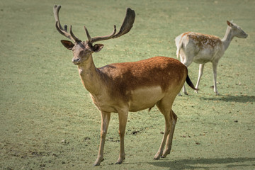 Red deer, the largest deer species