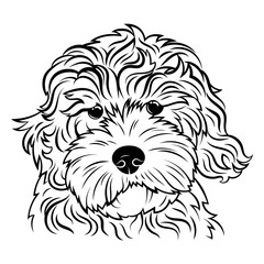 Portrait of a dog. Portrait of the breed golden doodle. Black white illustration of a fluffy dog. Print for clothes. Doodle. Tattoo. © Igor