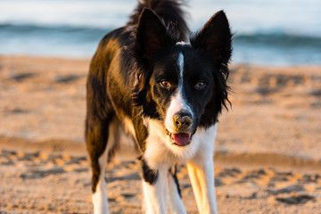Border collie black and white at the beach on the sunset.