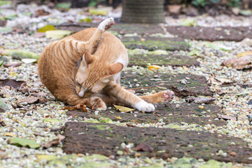 Golden pothos or Australian native monstera plant in a garden.As known as epipremnum aureum or centipede tongavine or ivy arum or money plant.