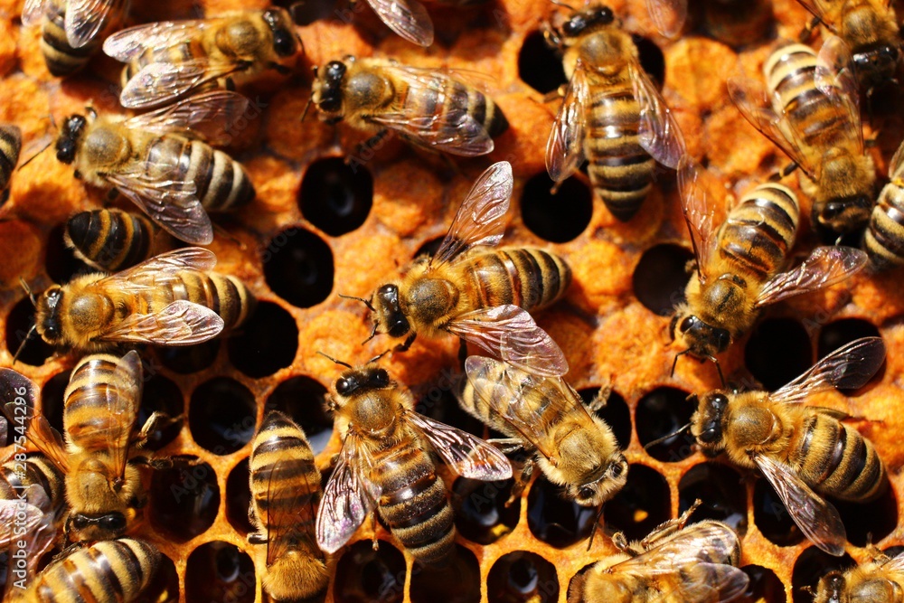 Poster many bees in a beehive on apiary closeup