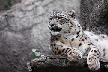 Powerful  predatory cat snow leopard sits on a rock close-up.