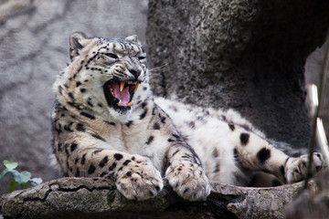 Obraz premium Evil angry roar, teeth. Powerful predatory cat snow leopard sits on a rock close-up.