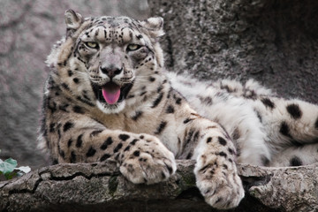 Powerful  predatory cat snow leopard sits on a rock close-up.