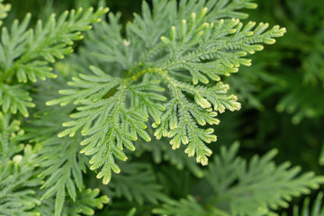 Spike Moss  in a garden.(Selaginella willdenowii) Green leave background.