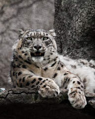Clean eyes look Chic pose domineering look. Powerful  predatory cat snow leopard sits on a rock close-up.