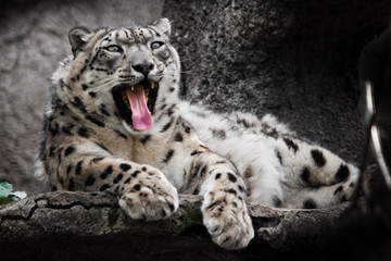 Red mouth greedy. Powerful  predatory cat snow leopard sits on a rock close-up.