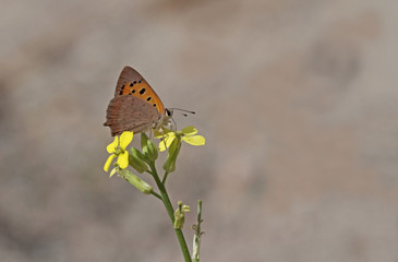 Spotted Copper Butterfly ; Lycaena phlaeas