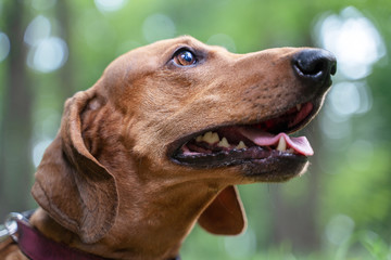 Portrait of a happy dog dachshund  at the park.