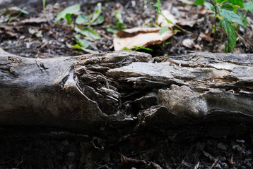 stump