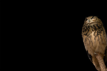 Vögel in der Natur