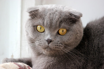 portrait of a scottish fold gray cute cat