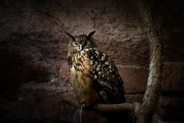 Vögel in der Natur