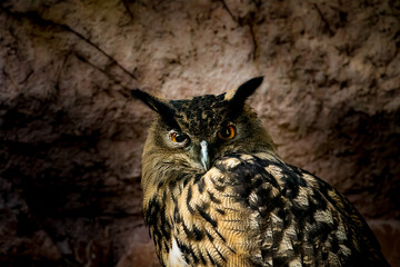 Vögel in der Natur